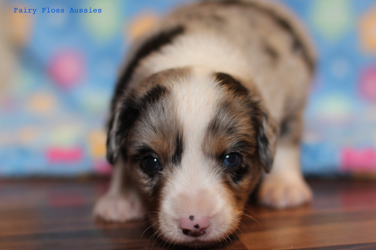 Mini Aussie Welpen - 22 Tage alt