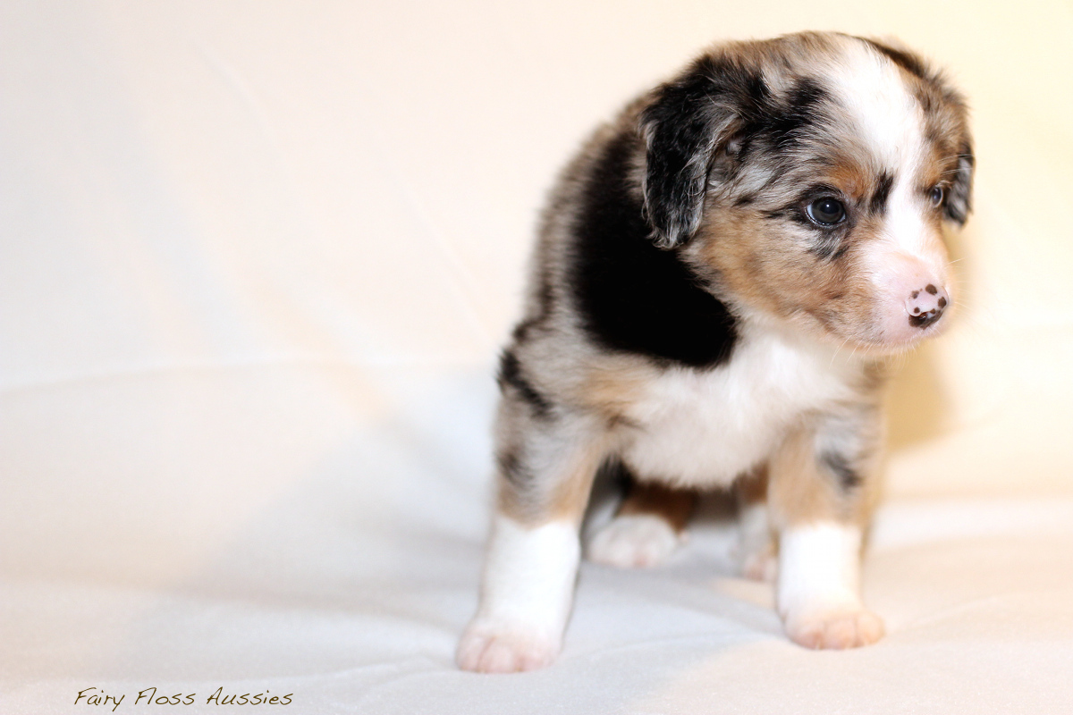 Mini Aussie Welpen - 35 Tage alt
