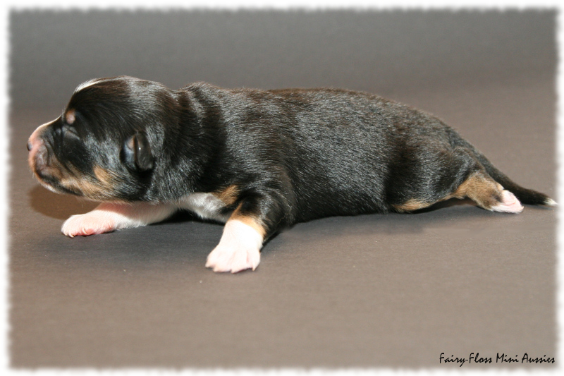Peanut - Black Tri Mini Aussie Welpe