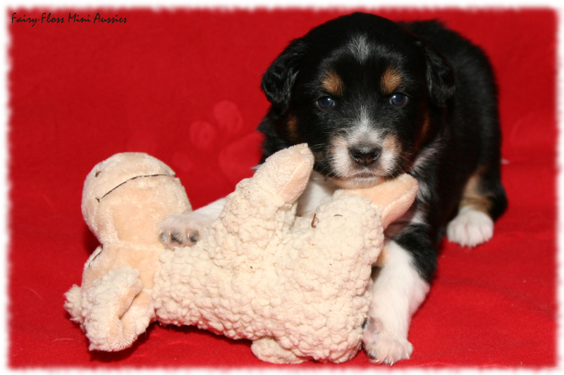 Mini Aussie Welpe