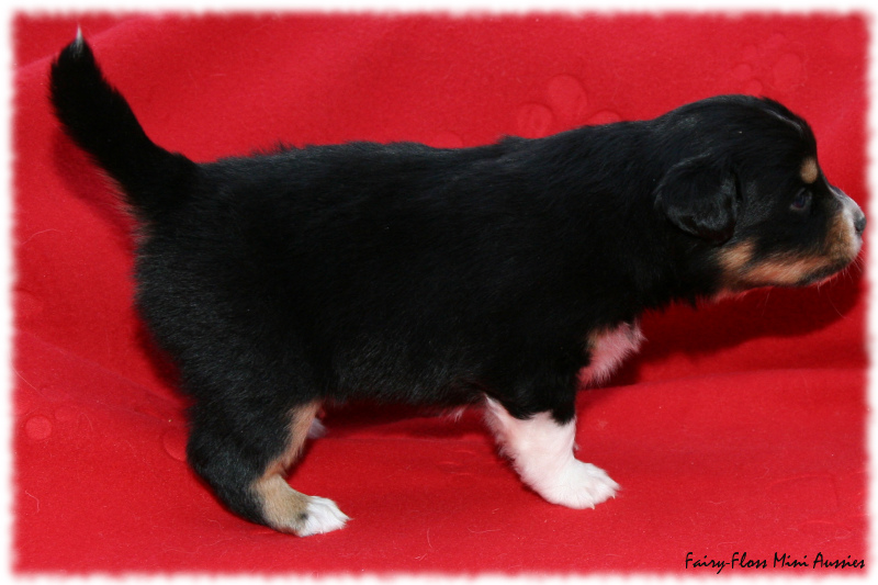 Mini Aussie Welpe
