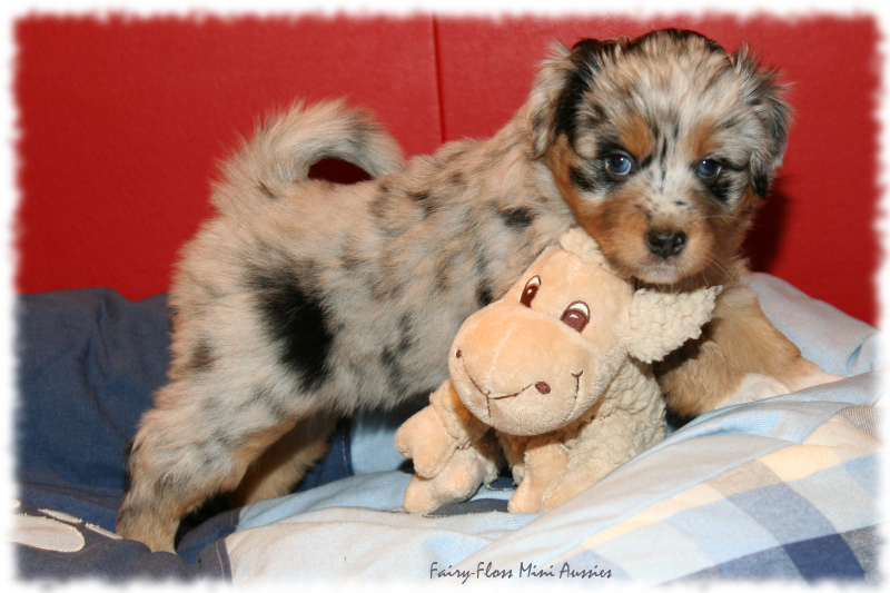 Lala - Blue Merle Mini Aussie Welpe