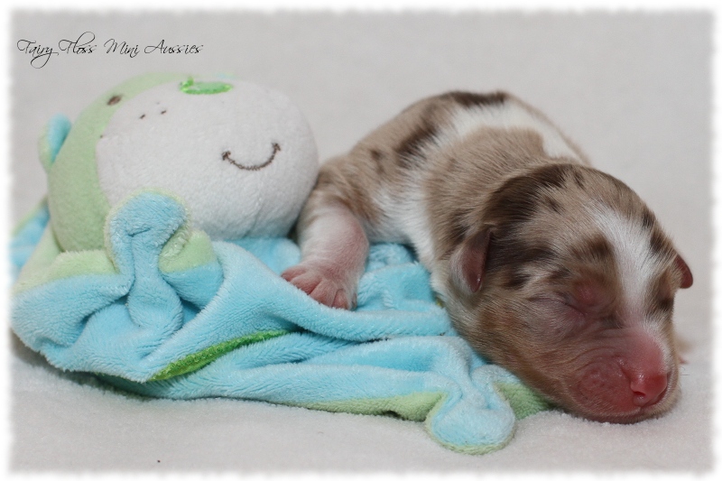 Mini Aussie Welpen - Mini Aussie Z&uuml;chter - Gesunde Mini Aussies