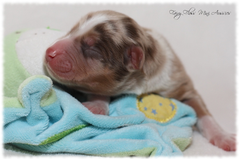 Mini Aussie Welpen - Mini Aussie Z&uuml;chter - Gesunde Mini Aussies