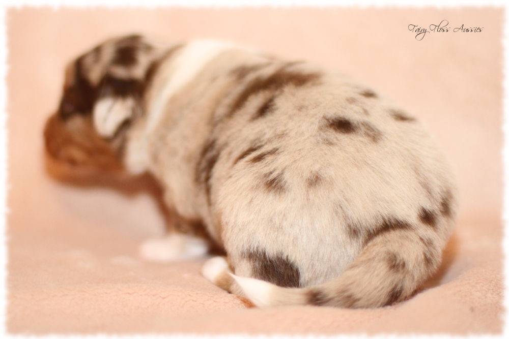 Mini Aussie Welpen - Mini Aussie Z&uuml;chter - Gesunde Mini Aussies