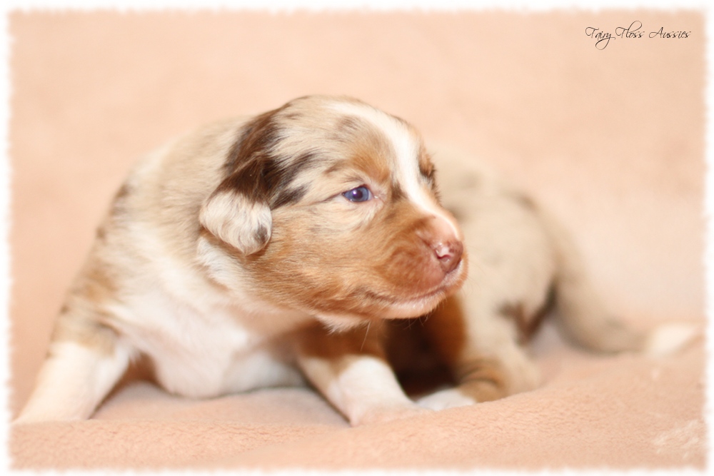 Mini Aussie Welpen - Mini Aussie Z&uuml;chter - Gesunde Mini Aussies