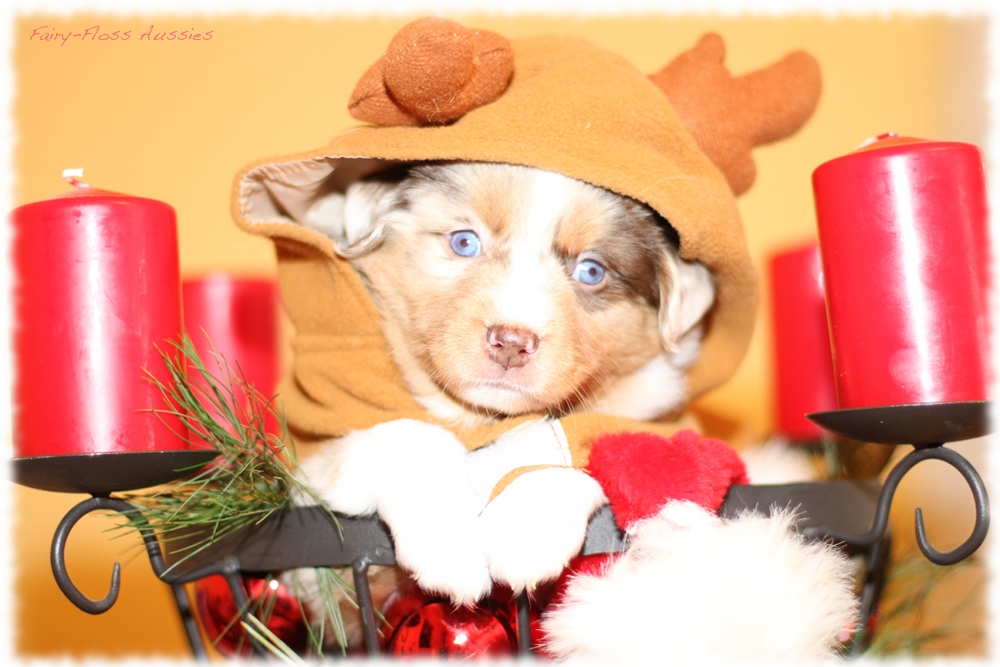 Mini Aussie Welpen - Mini Aussie Z&uuml;chter - Gesunde Mini Aussies