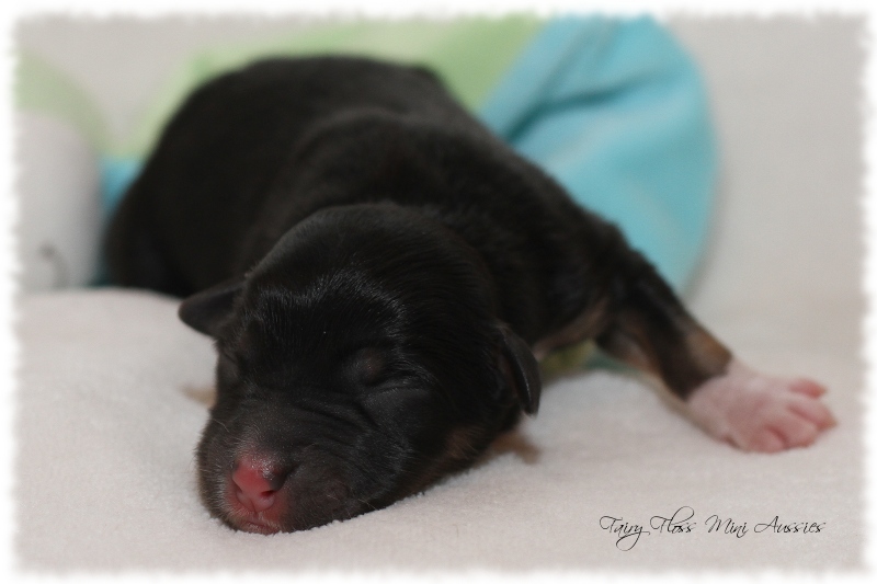 Mini Aussie Welpen - Mini Aussie Z&uuml;chter - Gesunde Mini Aussies