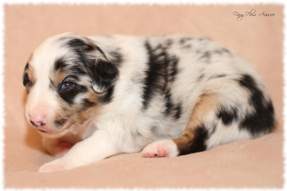 Mini Aussie Welpen - Mini Aussie Z&uuml;chter - Gesunde Mini Aussies