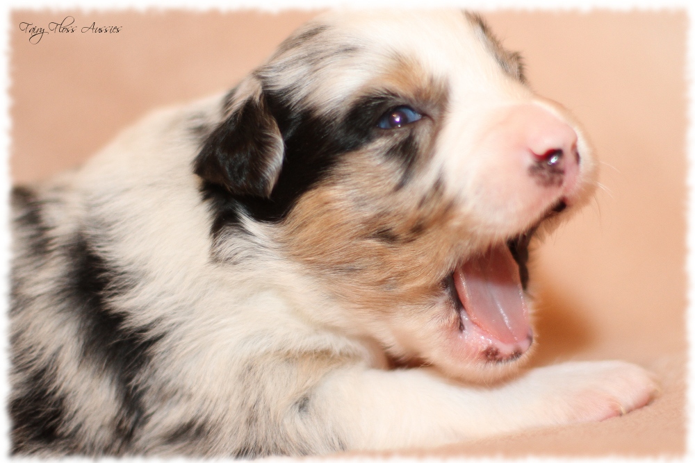 Mini Aussie Welpen - Mini Aussie Z&uuml;chter - Gesunde Mini Aussies