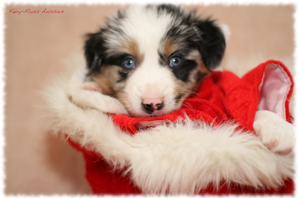 Mini Aussie Welpen - Mini Aussie Z&uuml;chter - Gesunde Mini Aussies