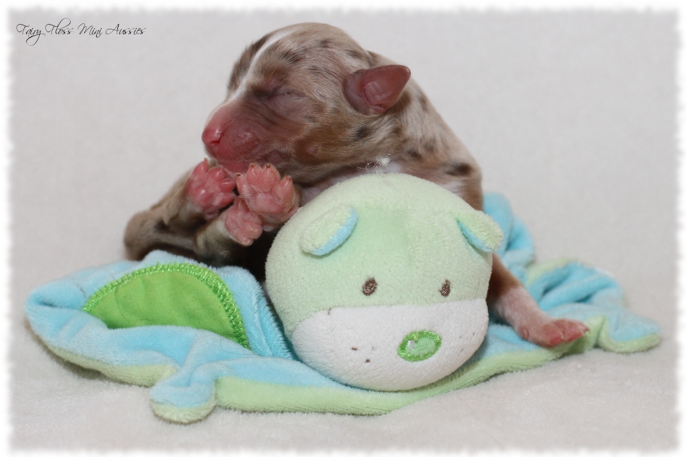 Mini Aussie Welpen - Mini Aussie Z&uuml;chter - Gesunde Mini Aussies