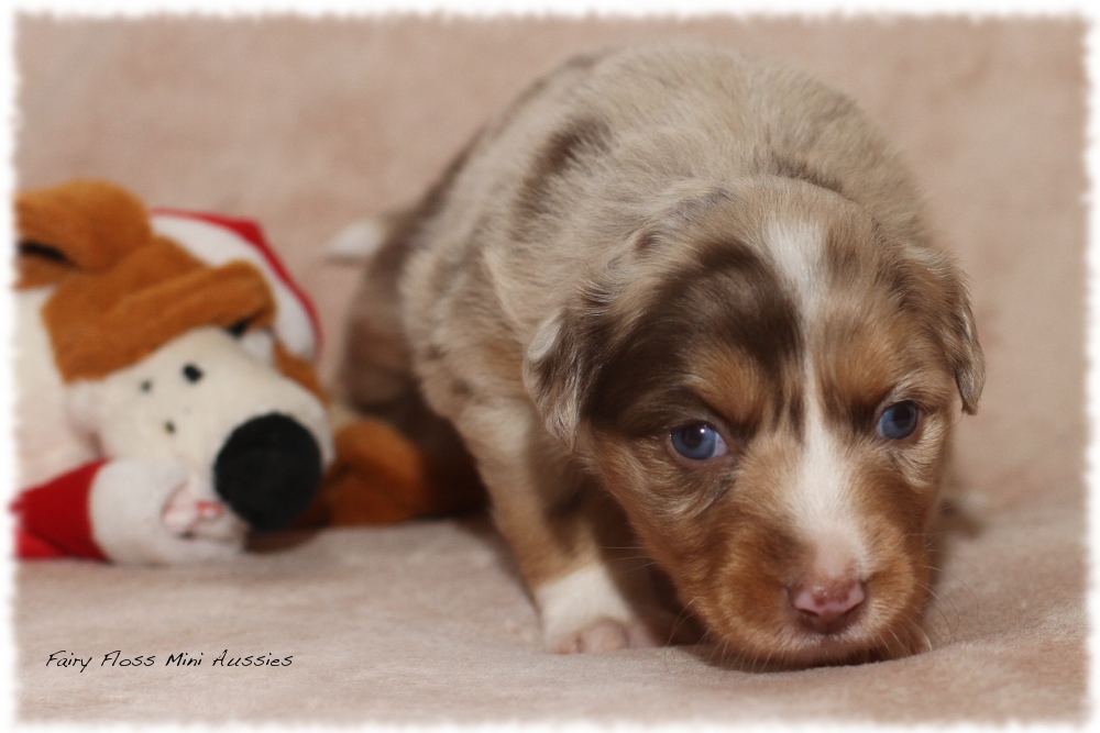 Mini Aussie Welpen - Mini Aussie Z&uuml;chter - Gesunde Mini Aussies