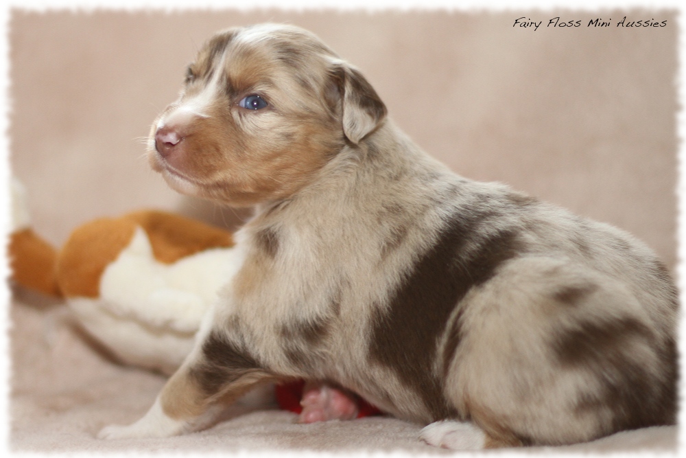 Mini Aussie Welpen - Mini Aussie Z&uuml;chter - Gesunde Mini Aussies