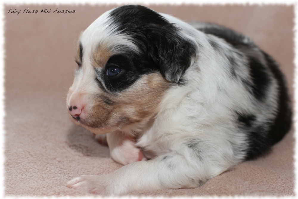 Mini Aussie Welpen - Mini Aussie Z&uuml;chter - Gesunde Mini Aussies