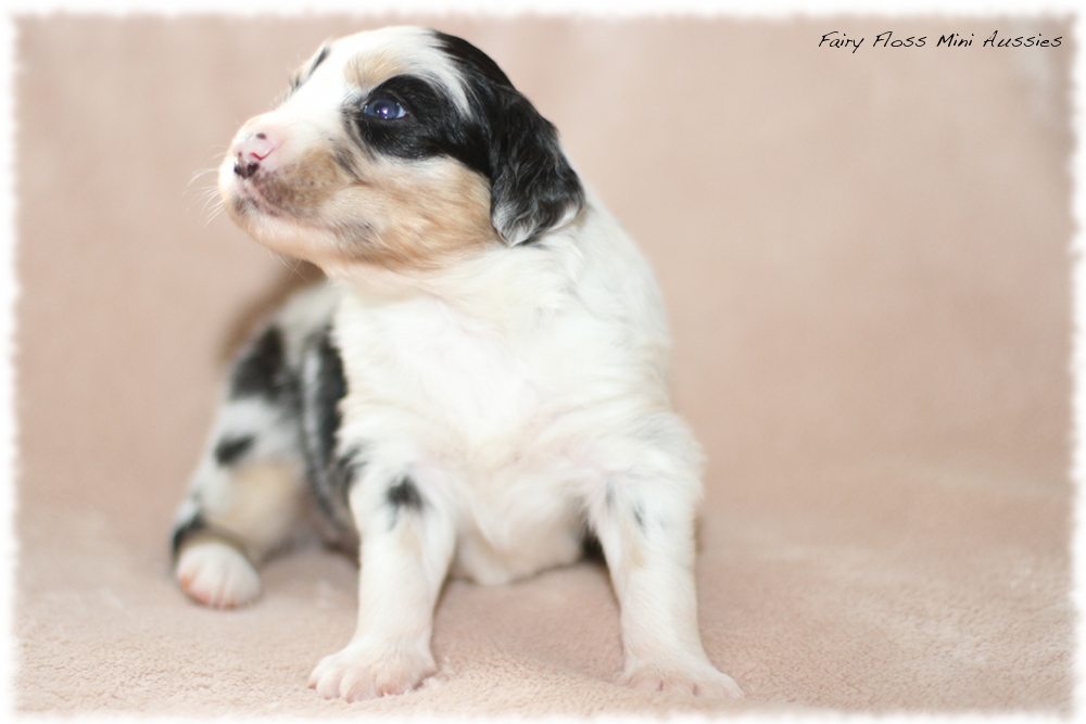 Mini Aussie Welpen - Mini Aussie Z&uuml;chter - Gesunde Mini Aussies