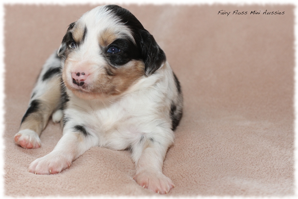 Mini Aussie Welpen - Mini Aussie Z&uuml;chter - Gesunde Mini Aussies