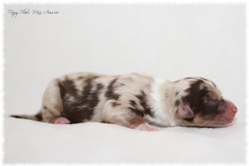 Mini Aussie Welpen - Mini Aussie Z&uuml;chter - Gesunde Mini Aussies