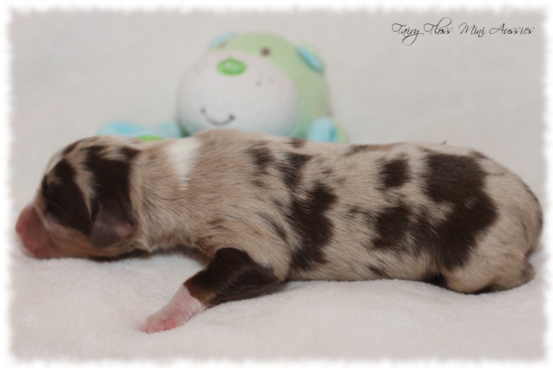 Mini Aussie Welpen - Mini Aussie Z&uuml;chter - Gesunde Mini Aussies