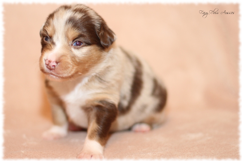 Mini Aussie Welpen - Mini Aussie Z&uuml;chter - Gesunde Mini Aussies