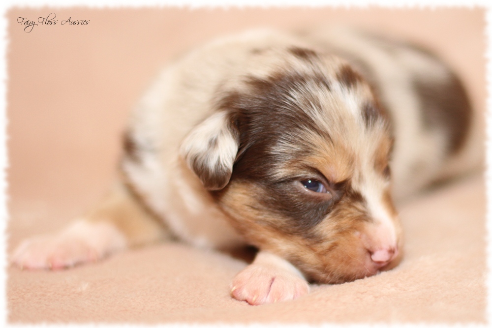Mini Aussie Welpen - Mini Aussie Z&uuml;chter - Gesunde Mini Aussies