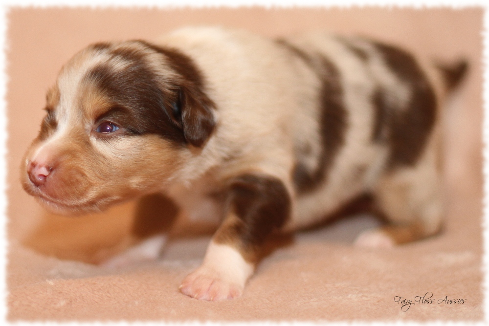 Mini Aussie Welpen - Mini Aussie Z&uuml;chter - Gesunde Mini Aussies