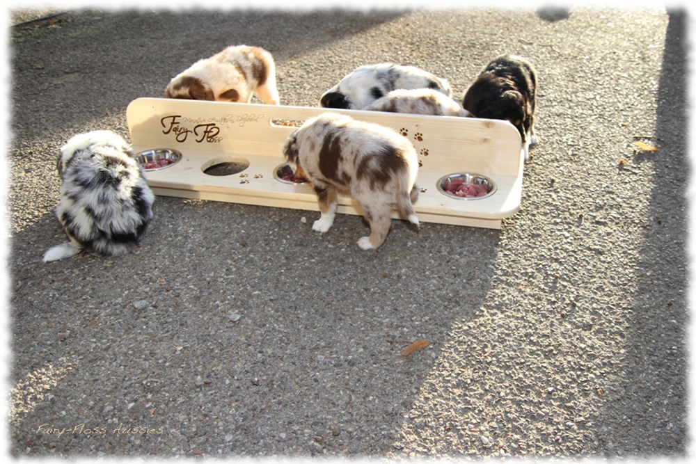 Mini Aussie Welpen - Mini Aussie Z&uuml;chter - Gesunde Mini Aussies