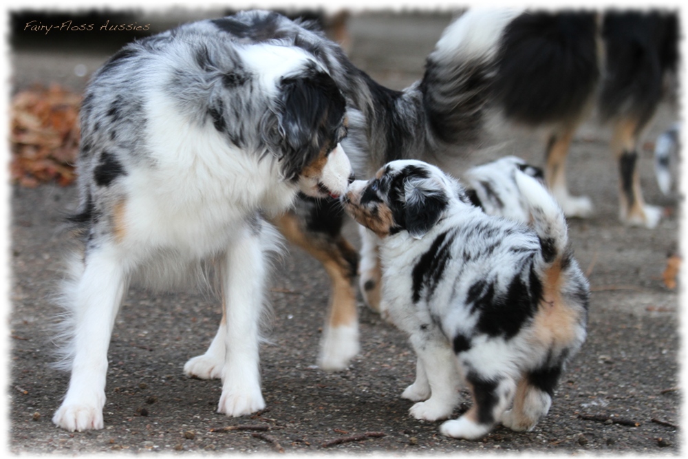Mini Aussie Welpen - Mini Aussie Z&uuml;chter - Gesunde Mini Aussies