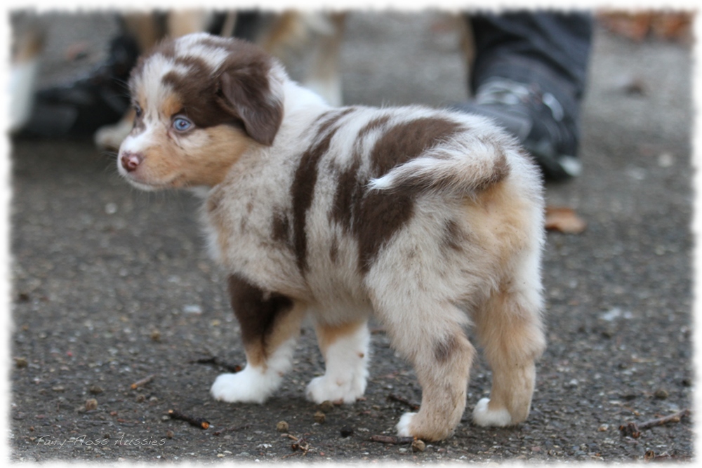 Mini Aussie Welpen - Mini Aussie Z&uuml;chter - Gesunde Mini Aussies