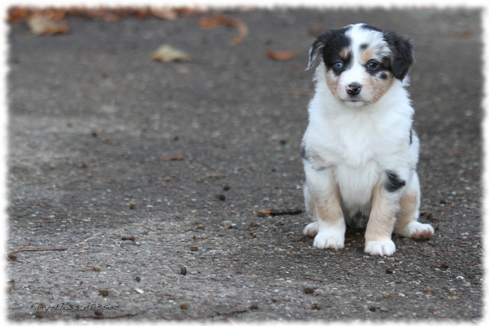 Mini Aussie Welpen - Mini Aussie Z&uuml;chter - Gesunde Mini Aussies
