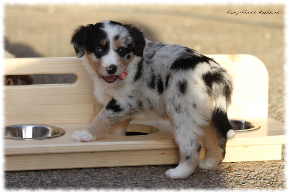 Mini Aussie Welpen - Mini Aussie Z&uuml;chter - Gesunde Mini Aussies