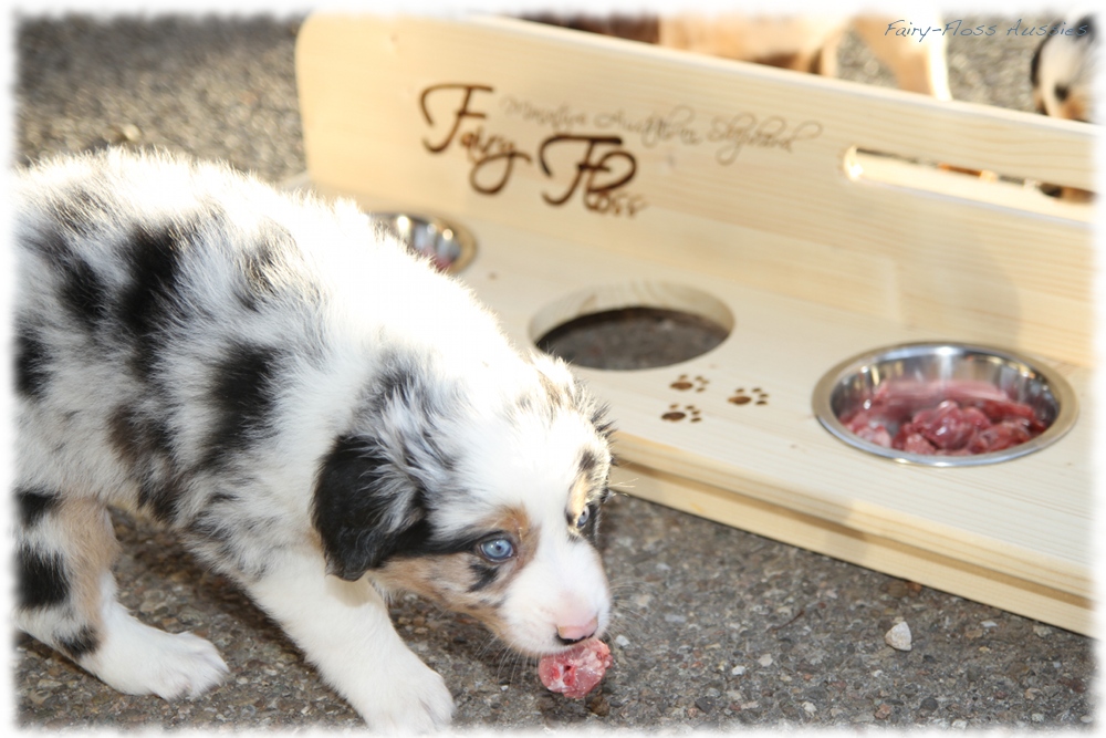 Mini Aussie Welpen - Mini Aussie Z&uuml;chter - Gesunde Mini Aussies