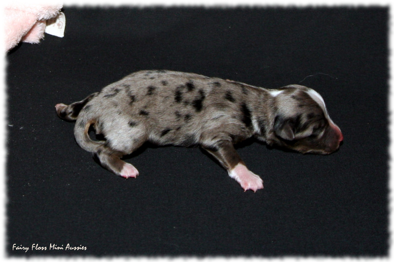 Mini Aussie Welpe