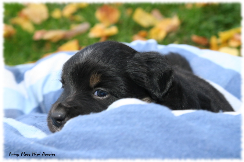 Min Aussie Welpe
