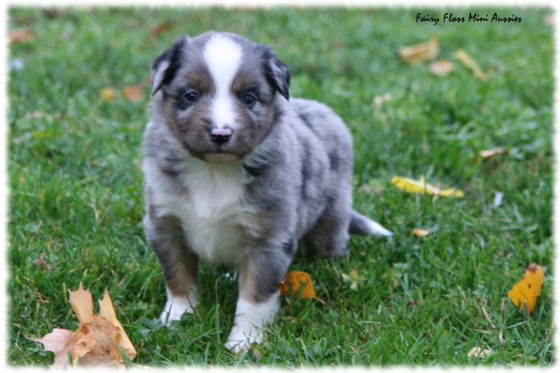 Min Aussie Welpe