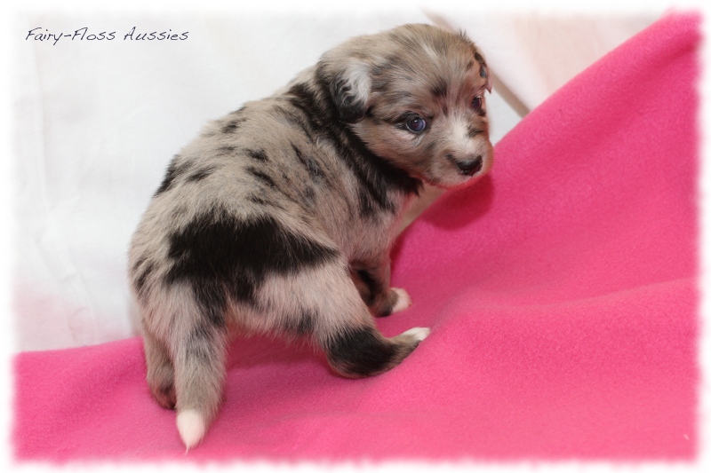 Mini Aussie Welpen - Mini Aussie Z&uuml;chter - Gesunde Mini Aussies