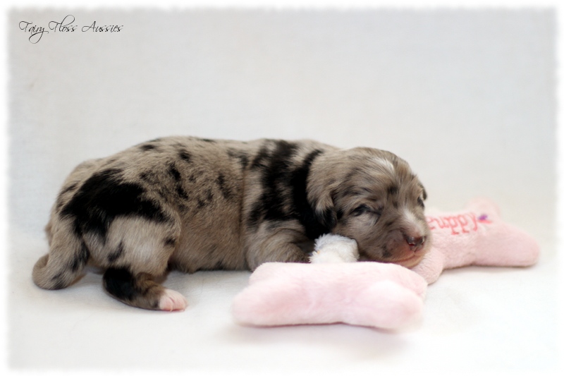 Mini Aussie Welpen - Mini Aussie Z&uuml;chter - Gesunde Mini Aussies