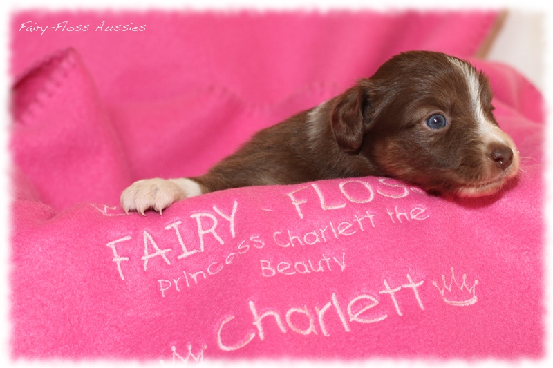 Mini Aussie Welpen - Mini Aussie Z&uuml;chter - Gesunde Mini Aussies