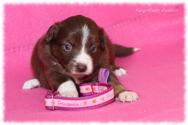 Mini Aussie Welpen - Mini Aussie Z&uuml;chter - Gesunde Mini Aussies