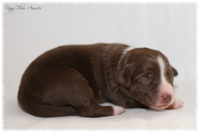 Mini Aussie Welpen - Mini Aussie Z&uuml;chter - Gesunde Mini Aussies