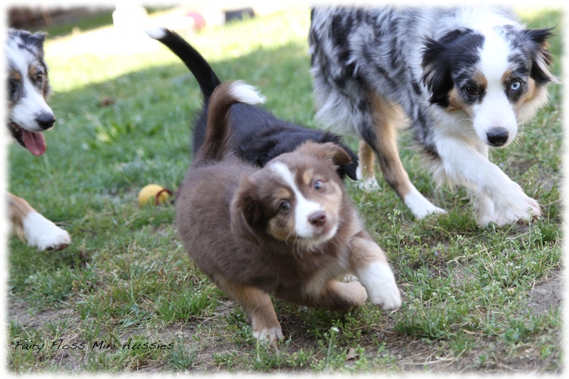 Mini Aussie Welpen - Mini Aussie Z&uuml;chter - Gesunde Mini Aussies