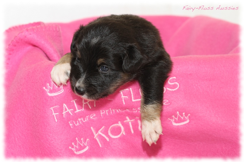 Mini Aussie Welpen - Mini Aussie Z&uuml;chter - Gesunde Mini Aussies