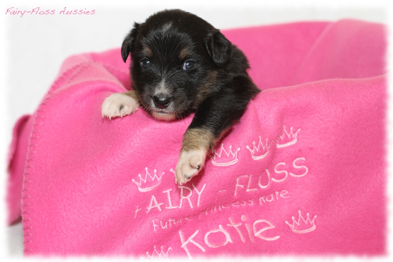 Mini Aussie Welpen - Mini Aussie Z&uuml;chter - Gesunde Mini Aussies