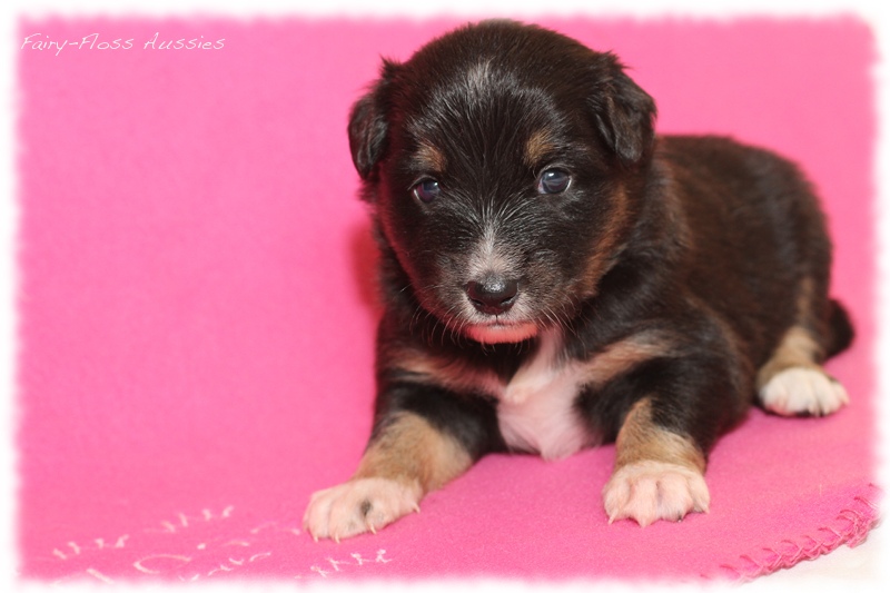 Mini Aussie Welpen - Mini Aussie Z&uuml;chter - Gesunde Mini Aussies