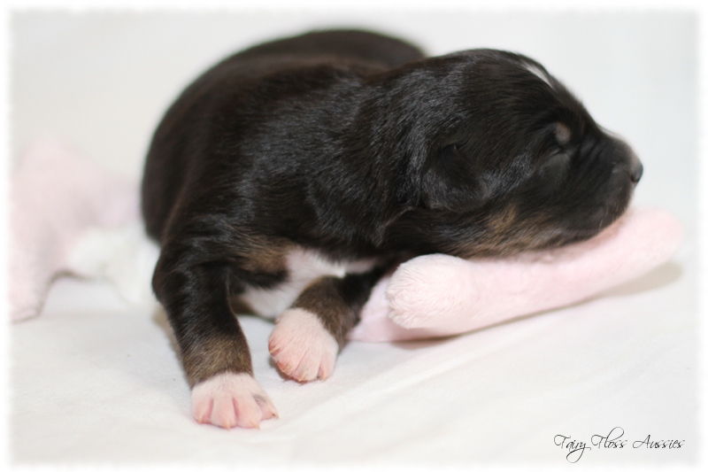 Mini Aussie Welpen - Mini Aussie Z&uuml;chter - Gesunde Mini Aussies