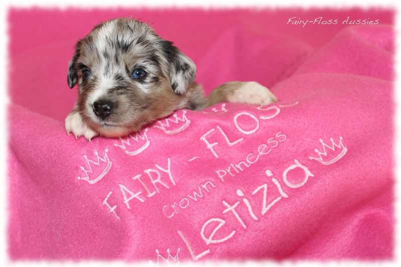 Mini Aussie Welpen - Mini Aussie Z&uuml;chter - Gesunde Mini Aussies