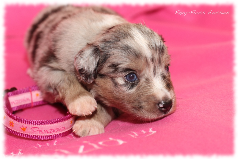 Mini Aussie Welpen - Mini Aussie Z&uuml;chter - Gesunde Mini Aussies