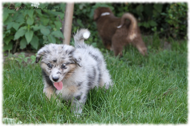 Mini Aussie Welpen - Mini Aussie Z&uuml;chter - Gesunde Mini Aussies