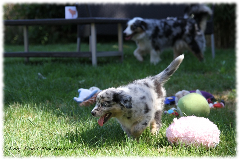 Mini Aussie Welpen - Mini Aussie Z&uuml;chter - Gesunde Mini Aussies