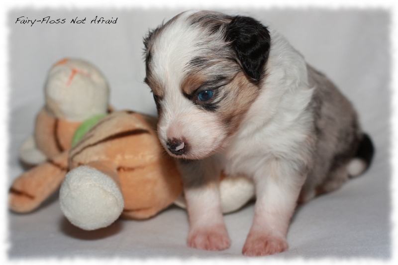 Mini Aussie Welpen - Mini Aussie Z&uuml;chter - Gesunde Mini Aussies